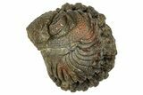 Wide, Enrolled Morocops Trilobite - Morocco #347250-2